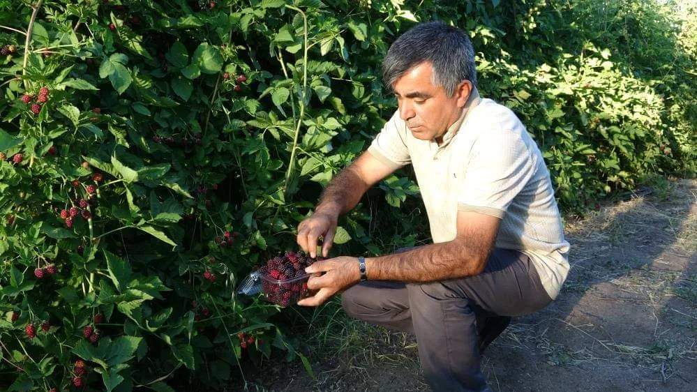 Sorgun böğürtlen Atilla Açıkgöz