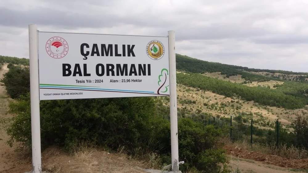 Çamlık Bal Ormanı