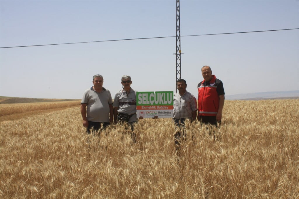 Yozgat Tarım İl Müdürlüğü buğday