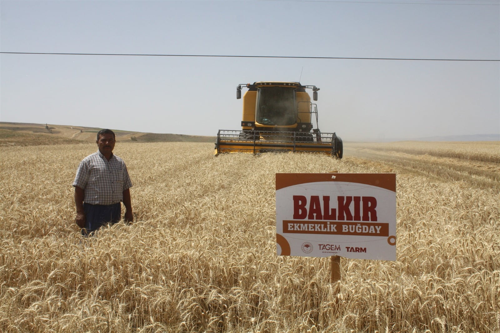 Yozgat Tarım İl Müdürlüğü buğday