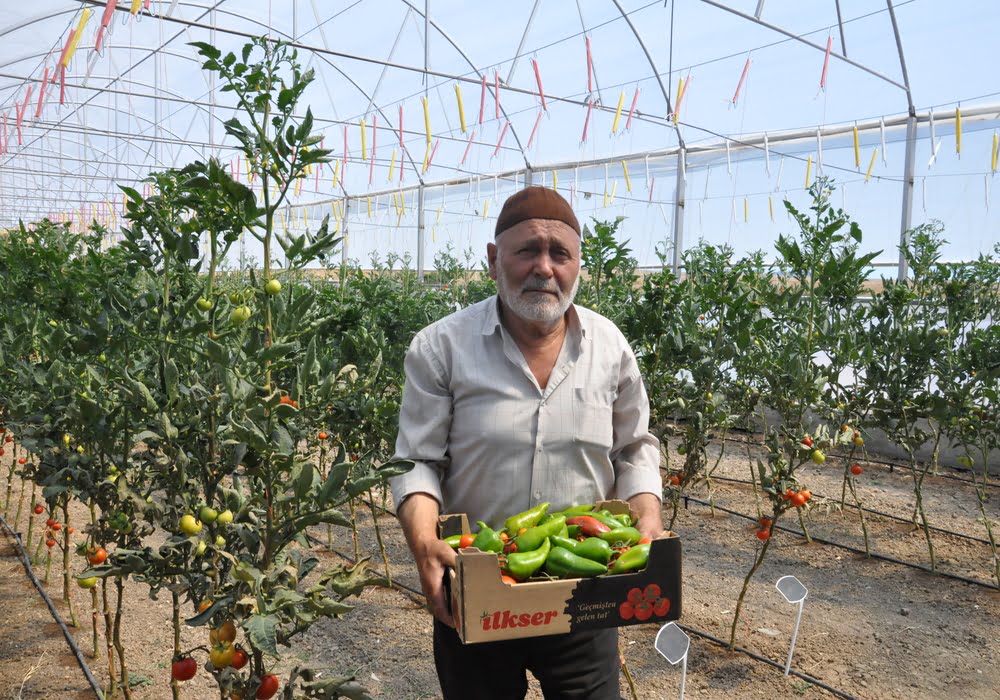 Doğankent sera 